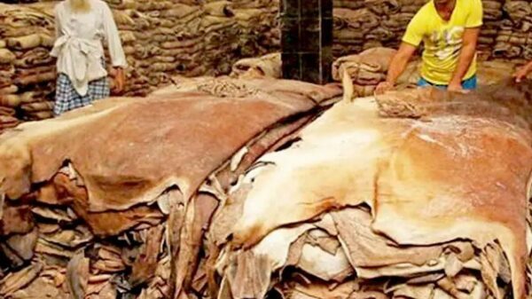 কুরবানির পশুর চামড়ার দাম নির্ধারণ করল সরকার