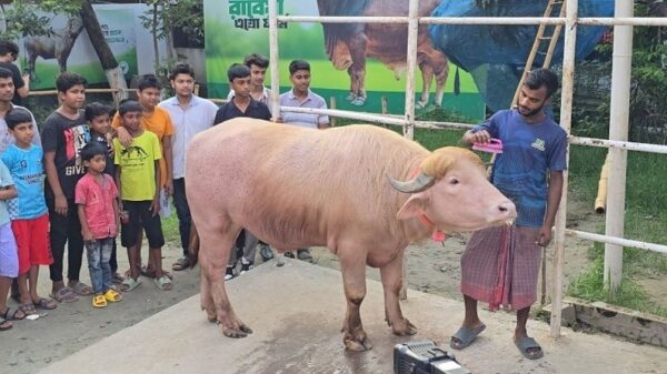 ৬ লাখে বিক্রি হলো ‘নেতানিয়াহু’, সাড়ে তিনে ‘ডোনাল্ড ট্রাম্প’